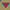 Goat - Commune (CD)