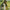 Ryley Walker - Primrose Green