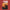 Spencer Thomas - The Joke of Life [signed] (Yellow Vinyl)