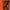 Smote - Songs from the Free House (Orange Vinyl)