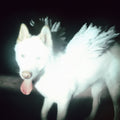Fat Dog - Cancel Me - I'm Tired (CD)