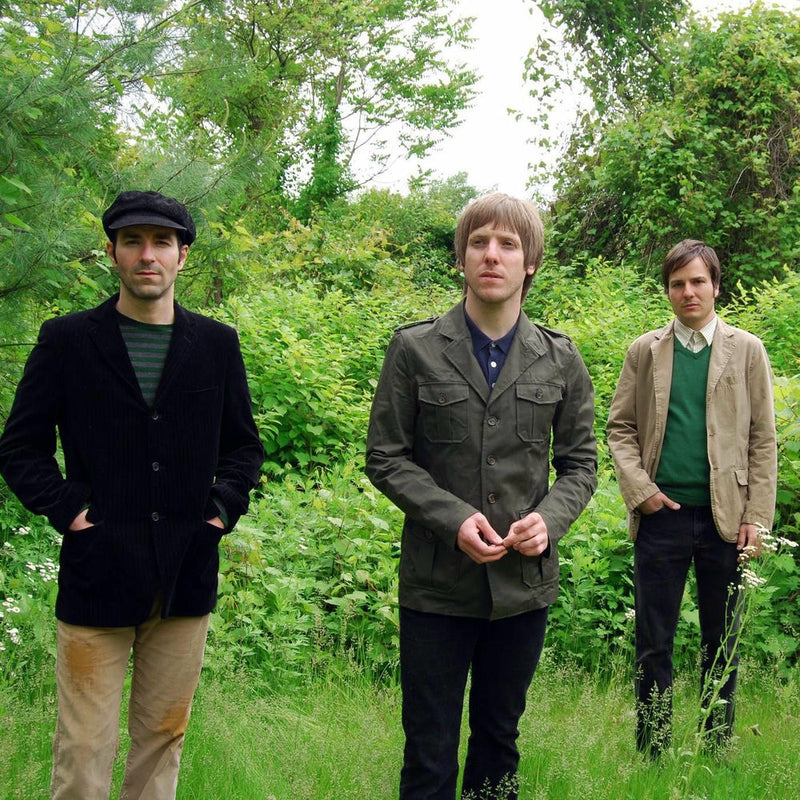 Black Hollies