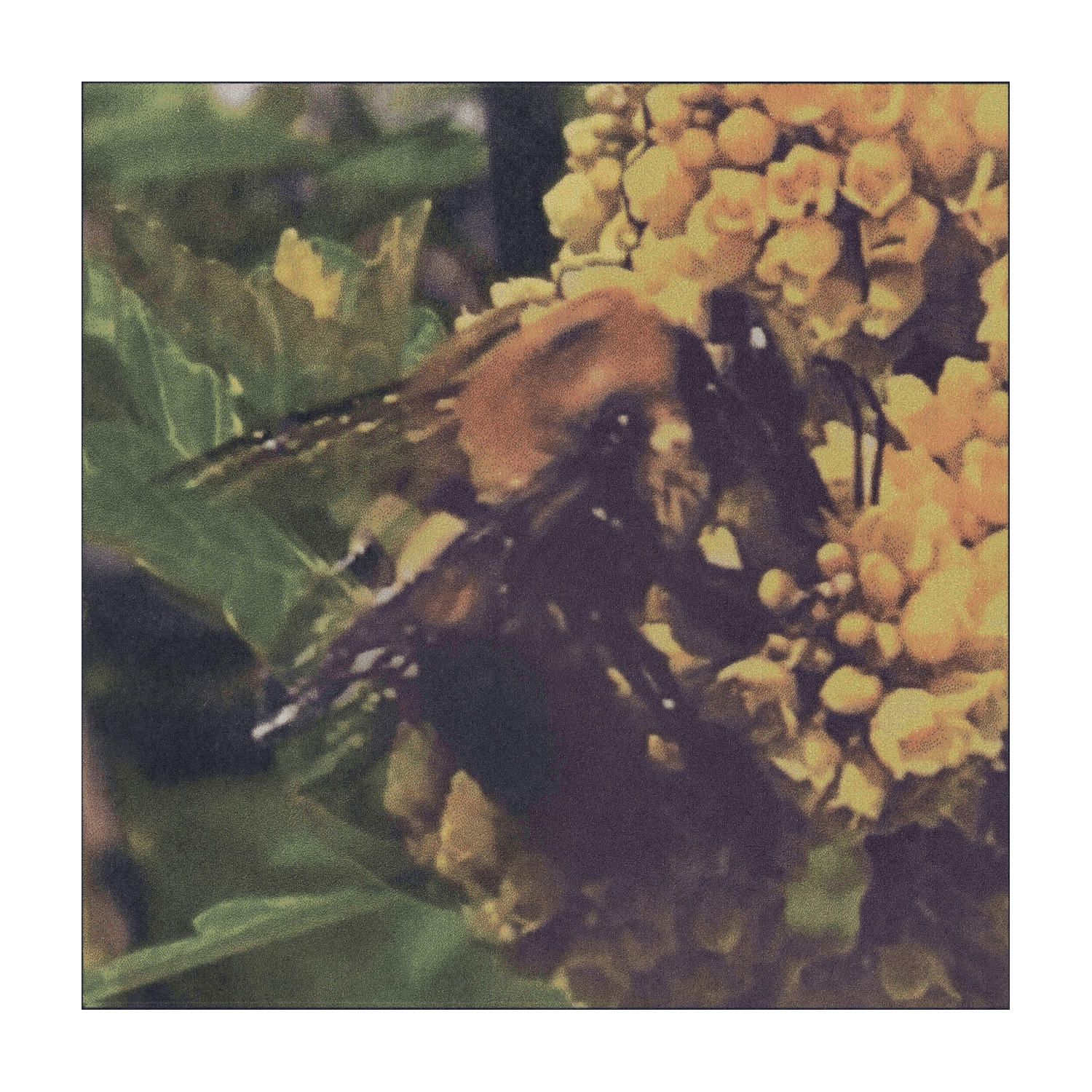 Broncho - Natural Pleasure - LEVITATION