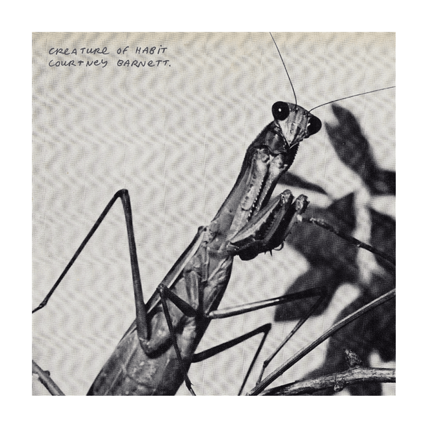 Courtney Barnett - Creature of Habit - LEVITATION