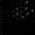 Crumb - Ice Melt (CD)