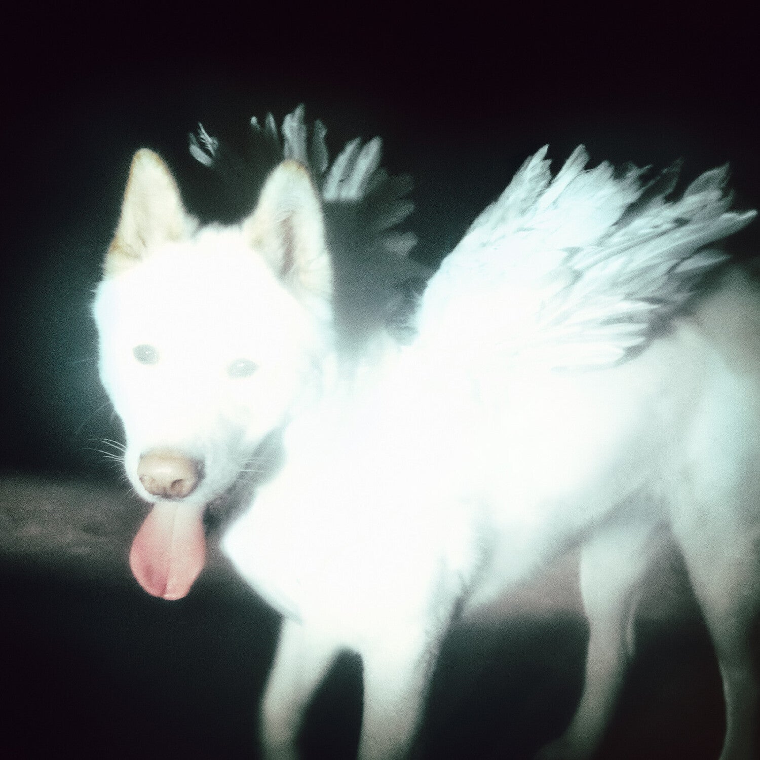 Fat Dog - Cancel Me - I'm Tired - LEVITATION