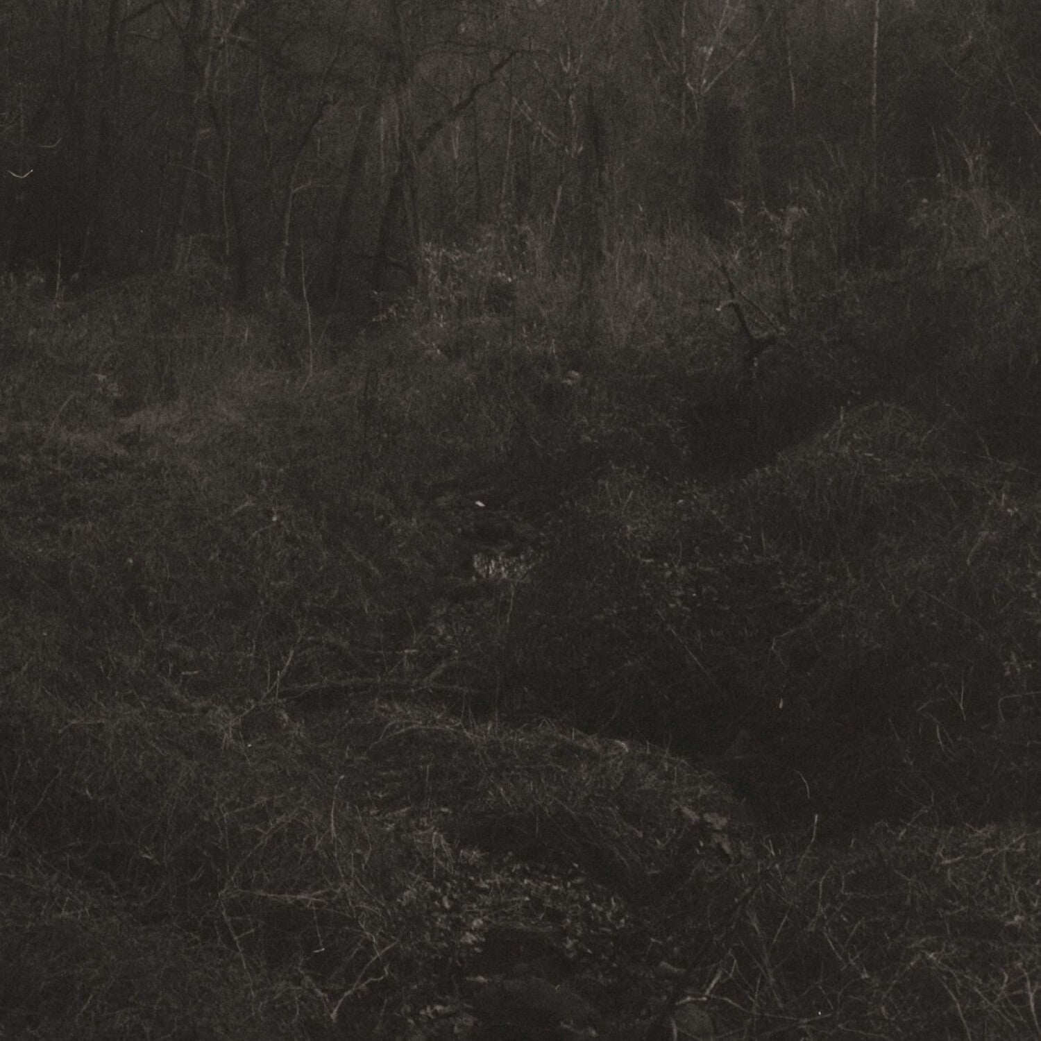 Lesley Mok - Transient - LEVITATION