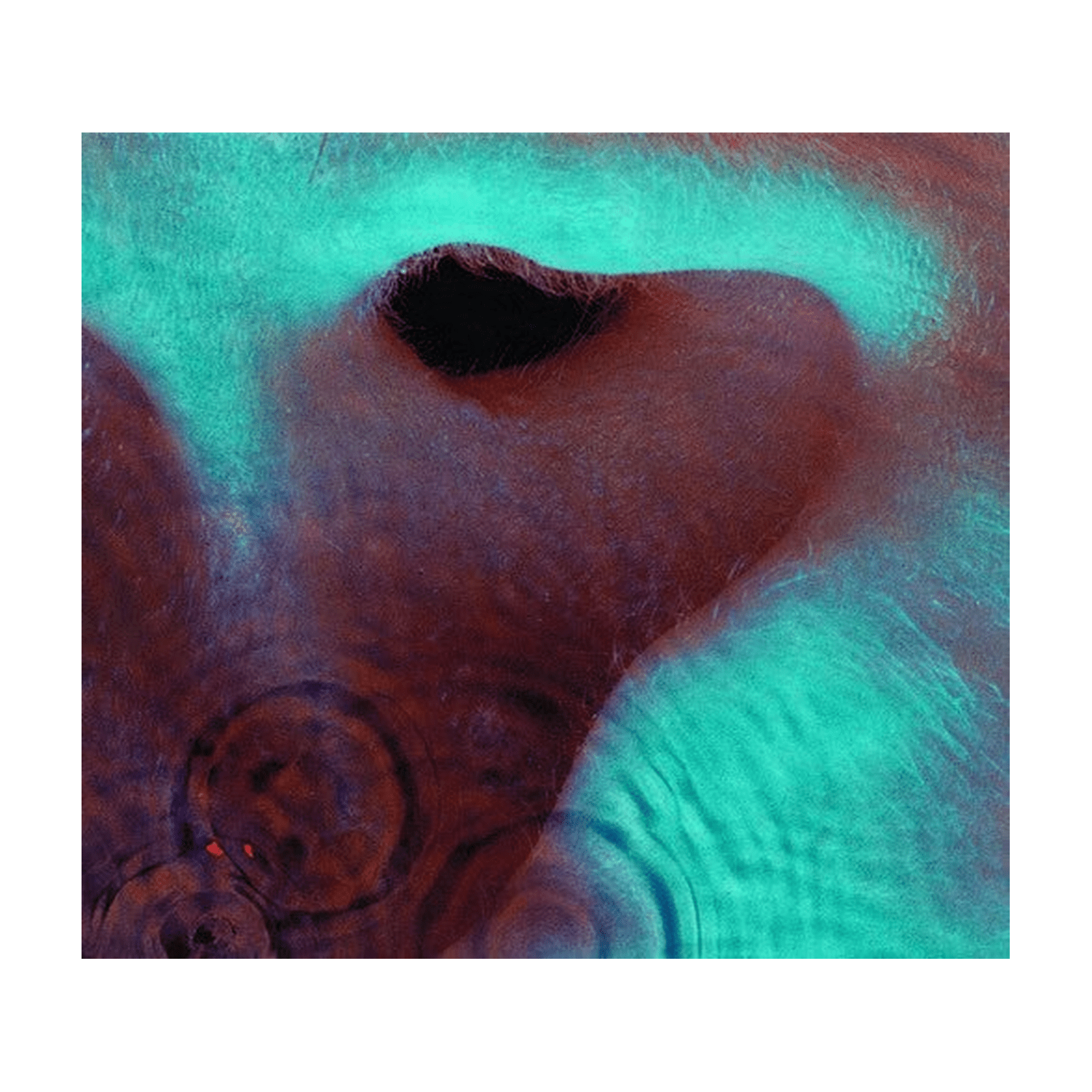 Pink Floyd - Meddle (CD) - LEVITATION