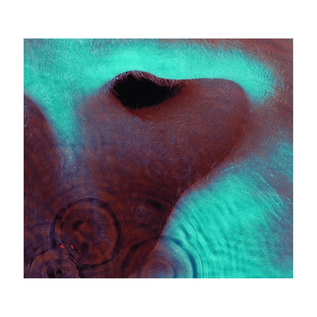 Pink Floyd - Meddle (CD) - LEVITATION