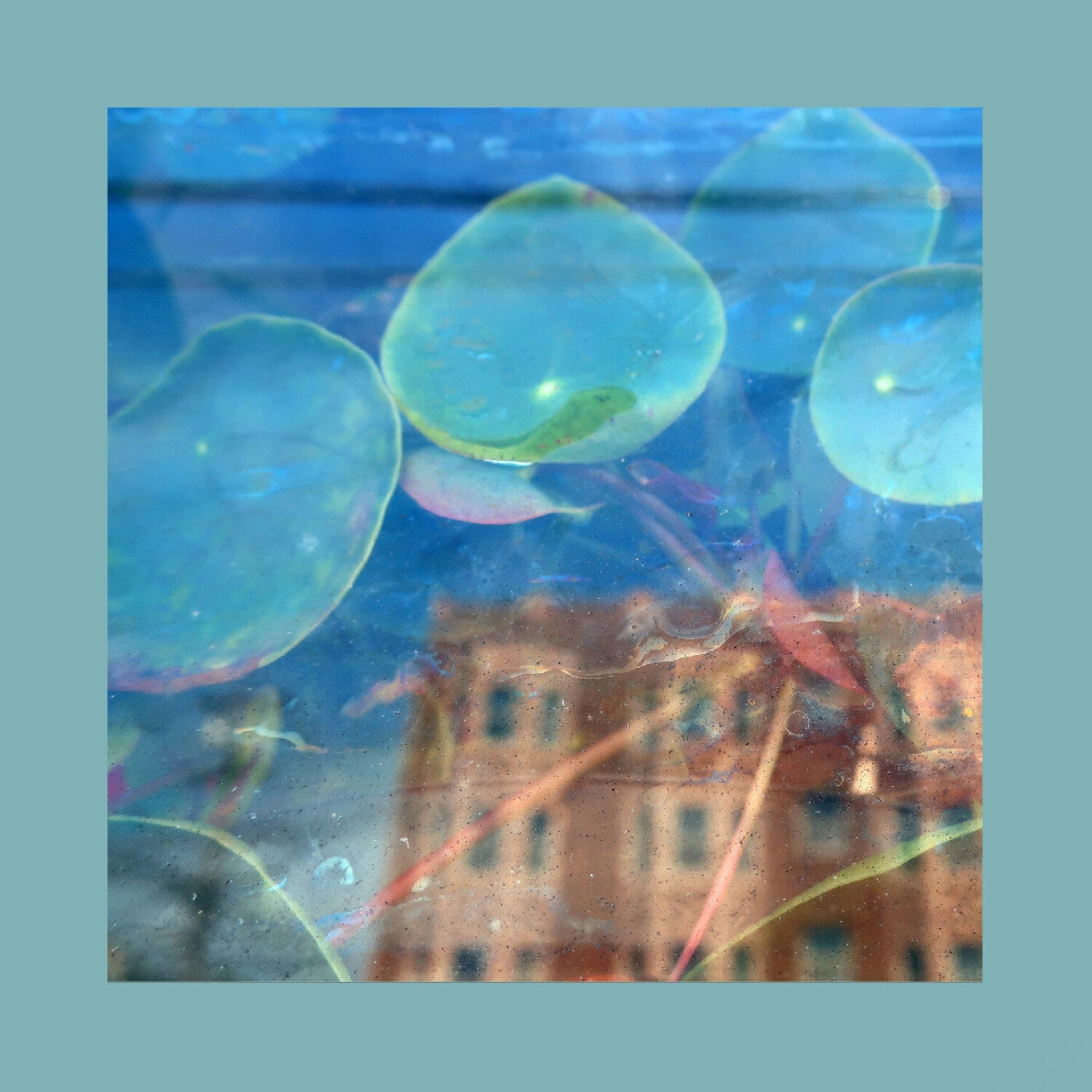 Reds Pinks & Purples - Acknowledge Kindness - LEVITATION