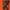 Smote - Songs from the Free House (Orange Vinyl) - LEVITATION
