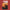 Spencer Thomas - The Joke of Life [signed] (Yellow Vinyl) - LEVITATION