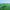 Squid - Bright Green Field - LEVITATION
