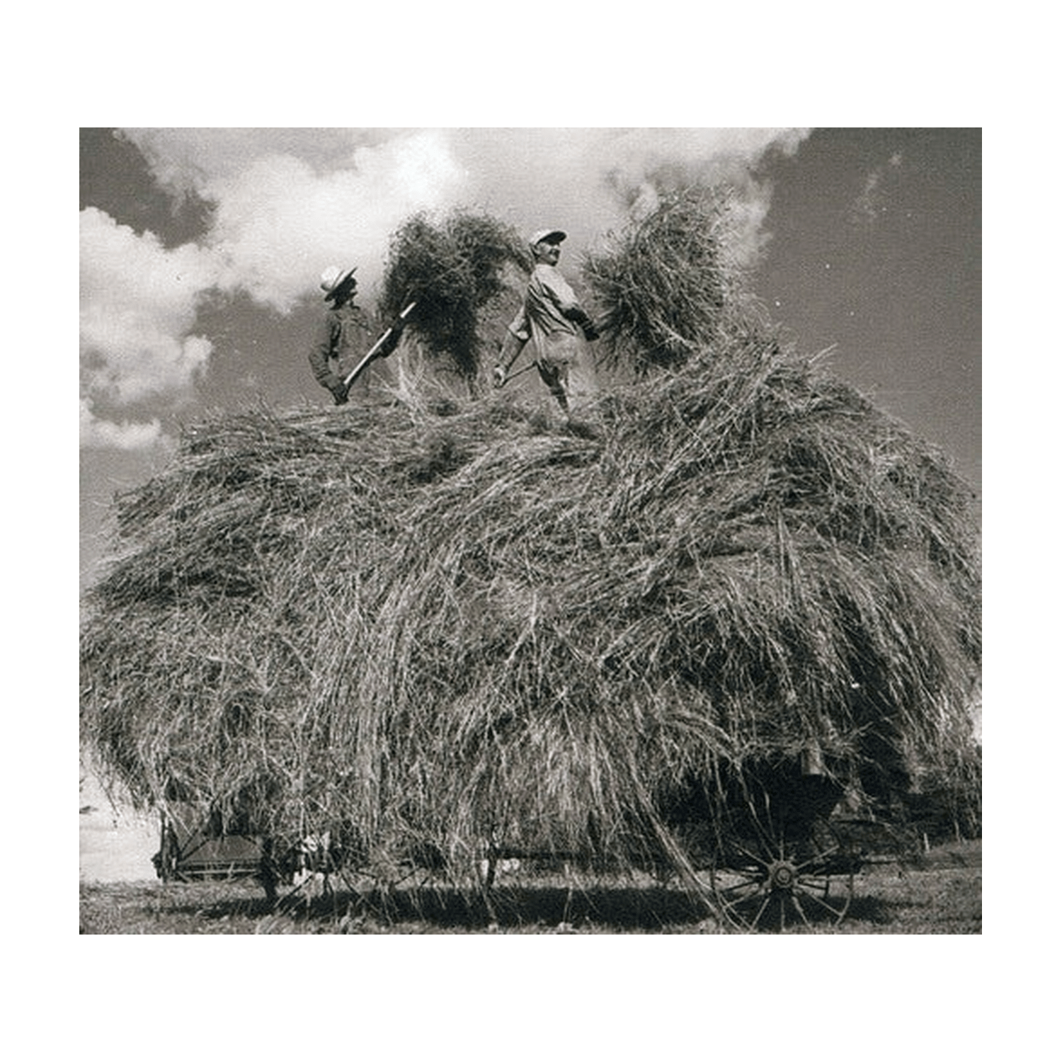 William Elliott Whitmore - Field Songs (Cd) - LEVITATION
